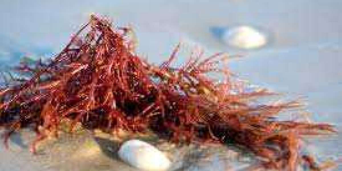 Carrageenan Market Detailed Analysis and Growth Strategies, Regional Trend Forecast by 2027