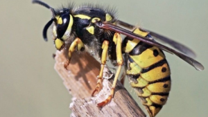 Wasp Removal & Control Service Doncaster