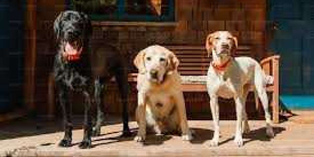 Canine Chronicles: Unveiling Doggy Facts